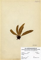 藏品(叢葉鐵角蕨)的圖片